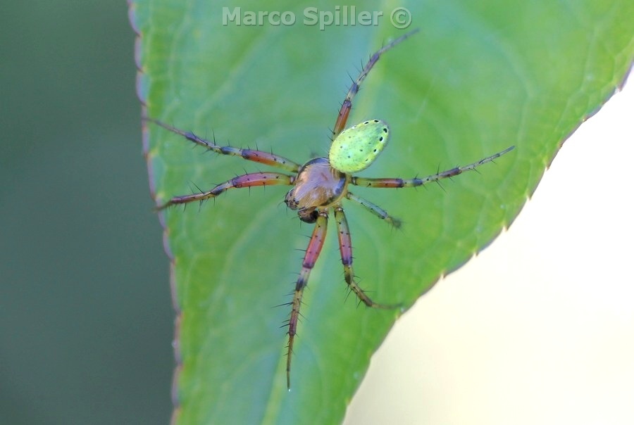 Araniella sp. - Vicenza (VI)